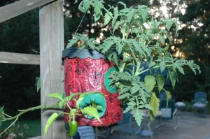 三周后，墨西哥胡椒在倒置倒置的种植机上种植